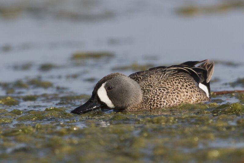 bluewingedteal2124(1).jpg :: St. Albert - May