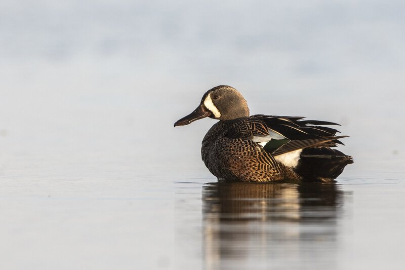 bluewingteal-0220.jpg