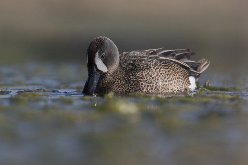 bluewingteal-16261.jpg :: Drake bluewing teal feeding on algae covered pond