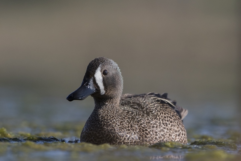 bluewingteal-1627.jpg :: Drake bluewing teal swimming in algae covered pond