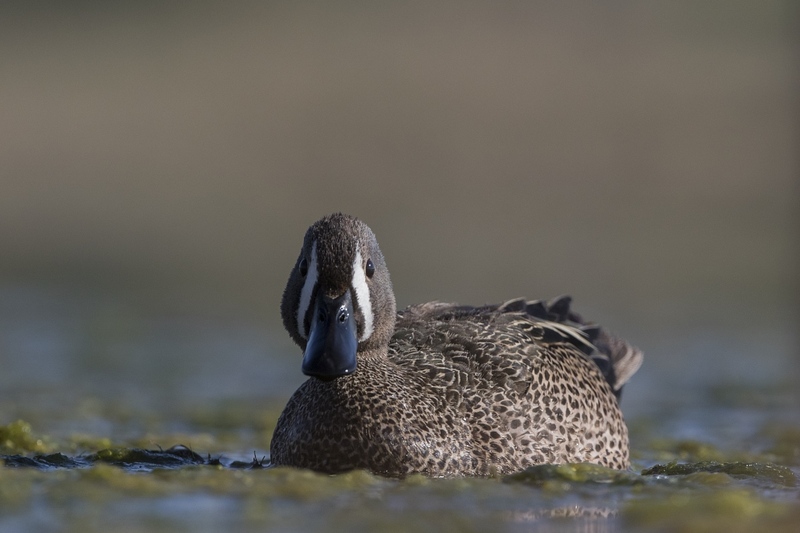 bluewingteal-1628.jpg :: Drake bluewing teal swimming in algae covered pond