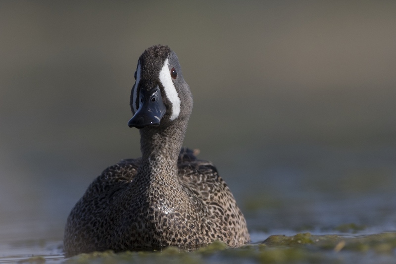 bluewingteal-1684.jpg :: Drake bluewing teal swimming in algae covered pond