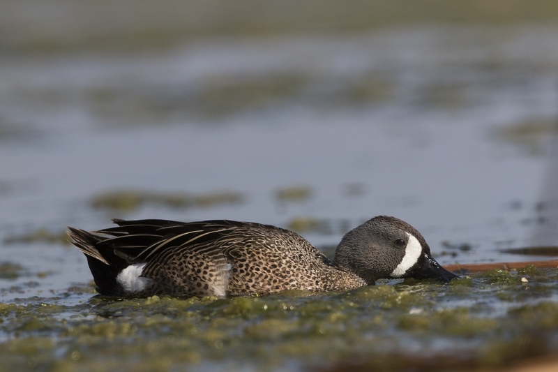 bluewingteal-1829.jpg :: Drake bluewing teal feeding on algae covered pond
