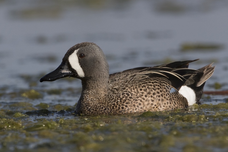 bluewingteal-1855.jpg :: Drake bluewing teal swimming in algae covered pond