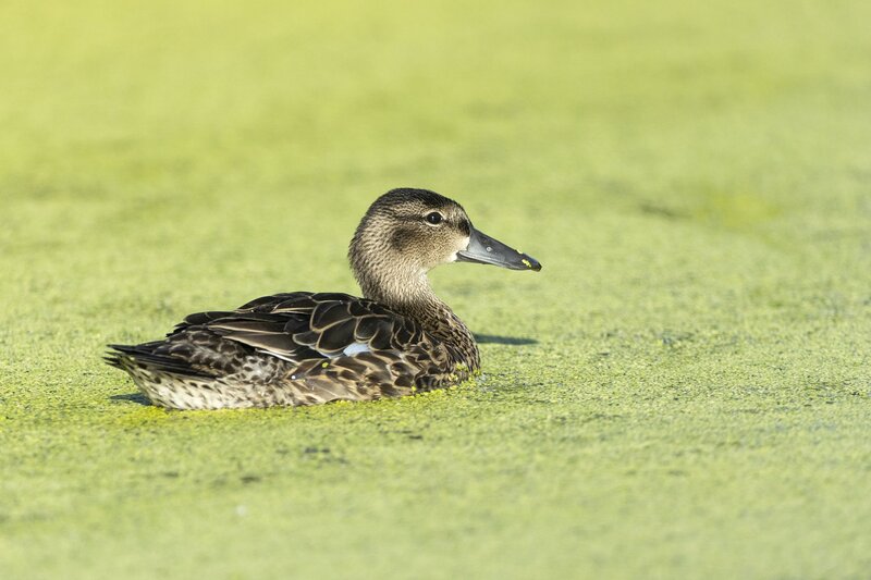 bluewingteal-4748.jpg :: Hen blue-winged teal swimming in duckweed covered pond