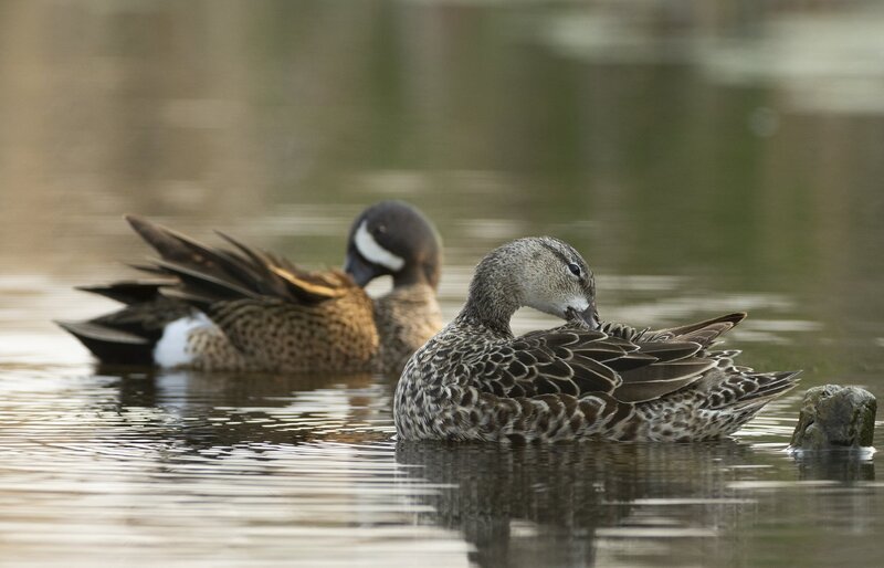 bluewingteal-93071.jpg :: Drake and hen blue-winged teal preening