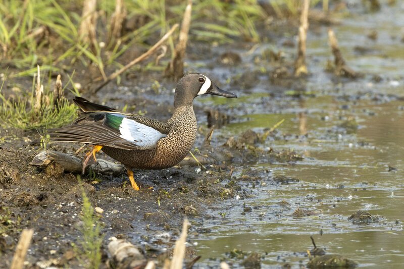 bluewingteal-9364.jpg :: Drake blue-winged teal stretching wing at edge of pond