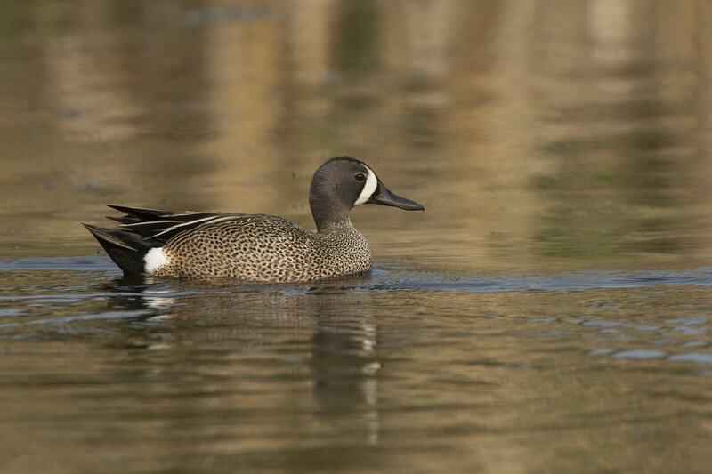 bluewingteal-9378.jpg :: Drake blue-winged teal on pond