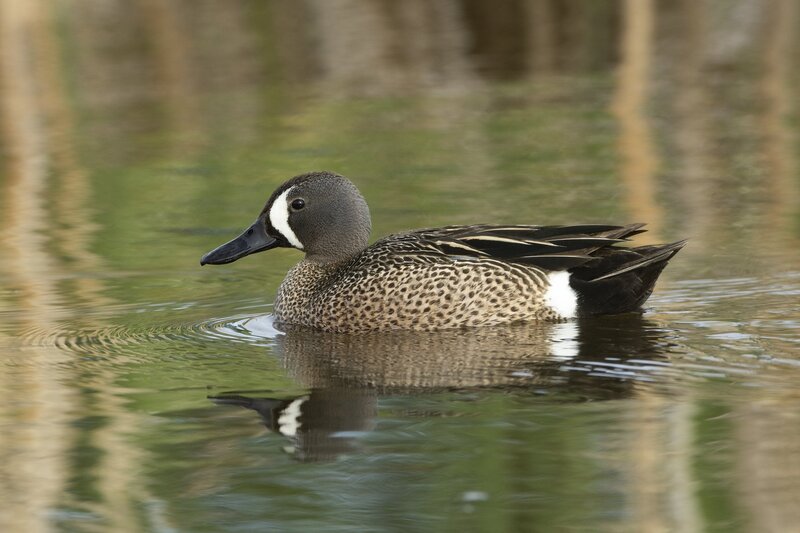 bluewingteal-9417.jpg :: Drake blue-winged teal on pond