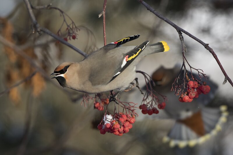 bohemianwaxwing2388(1).jpg