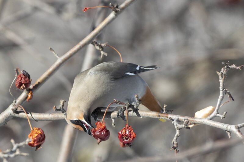 bohemianwaxwing6741.jpg