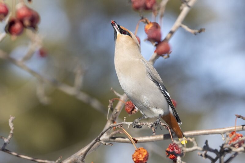 bohemianwaxwing6828.jpg