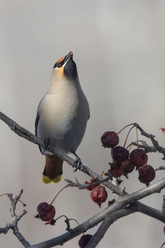 bohemianwaxwing6880.jpg