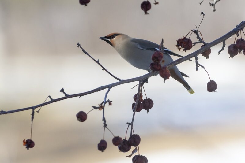 bohemianwaxwing6903.jpg