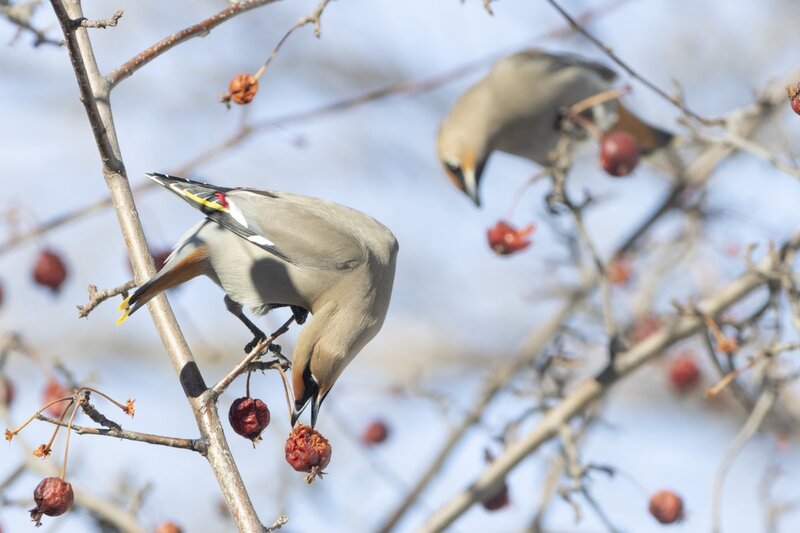 bohemianwaxwing6927.jpg