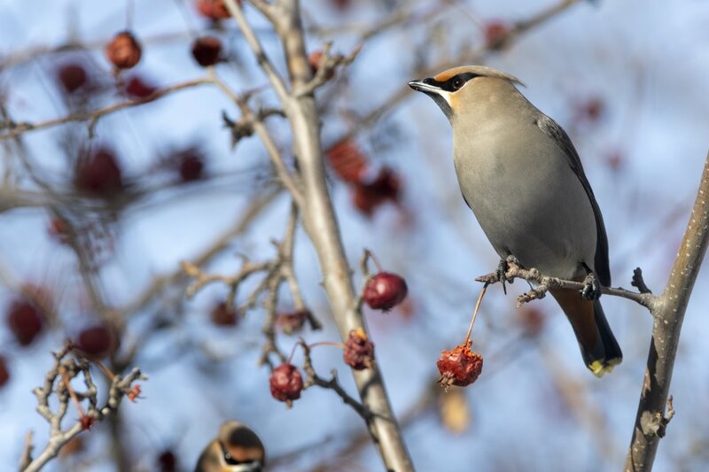 bohemianwaxwing6979.jpg
