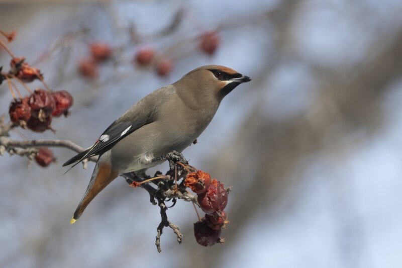 bohemianwaxwing7010.jpg