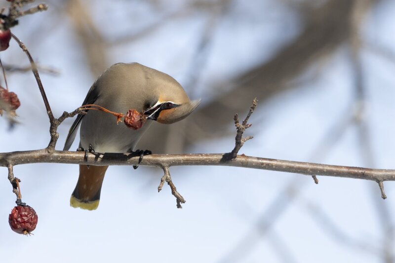 bohemianwaxwing7014.jpg