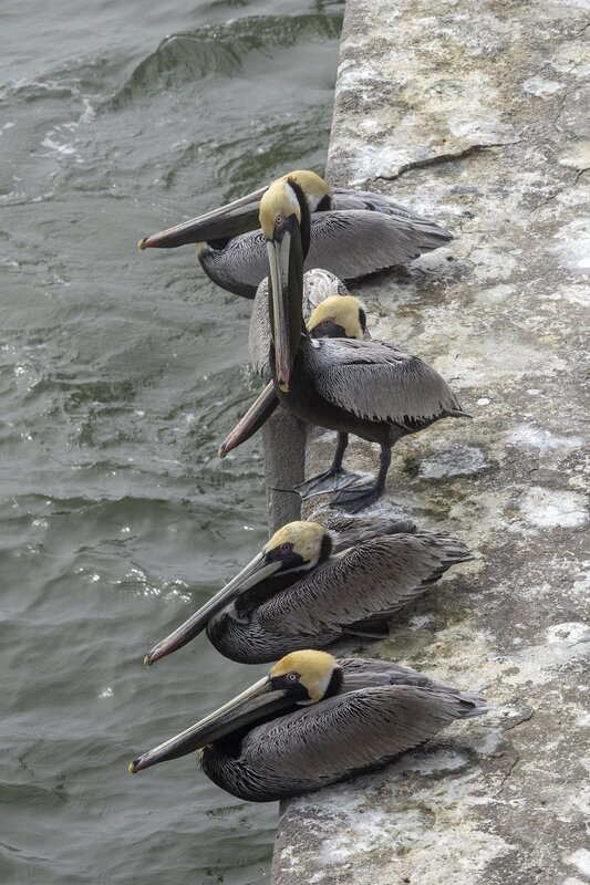 brownpelican-1387.jpg