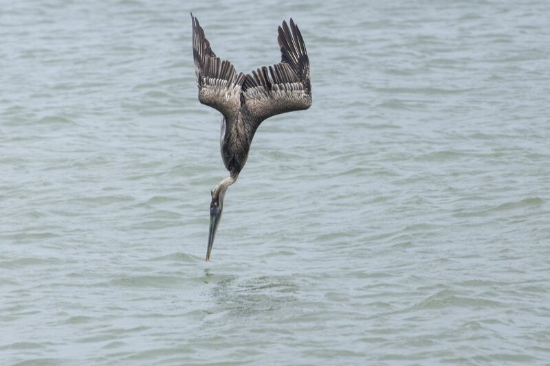 brownpelican-1770.jpg