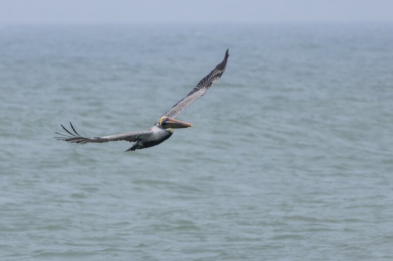 brownpelican-1801(1).jpg