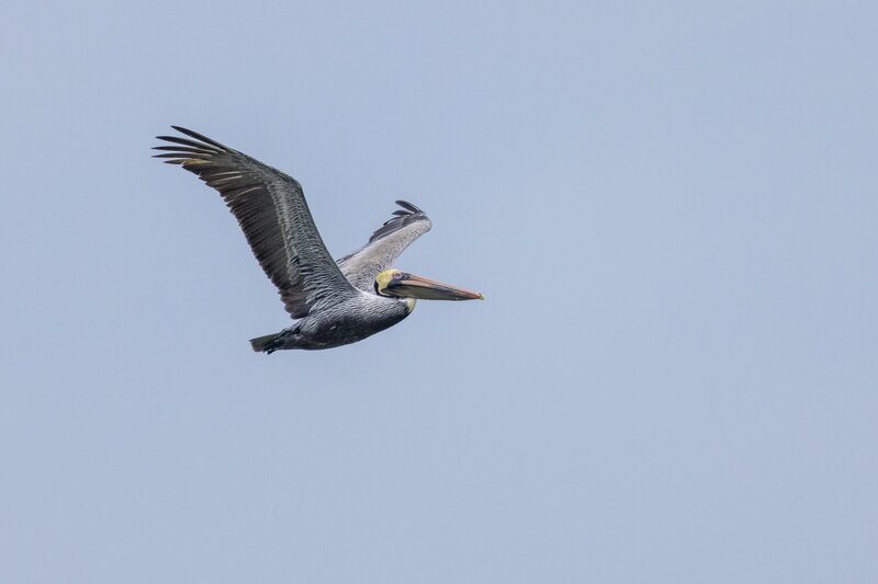 brownpelican-1817.jpg