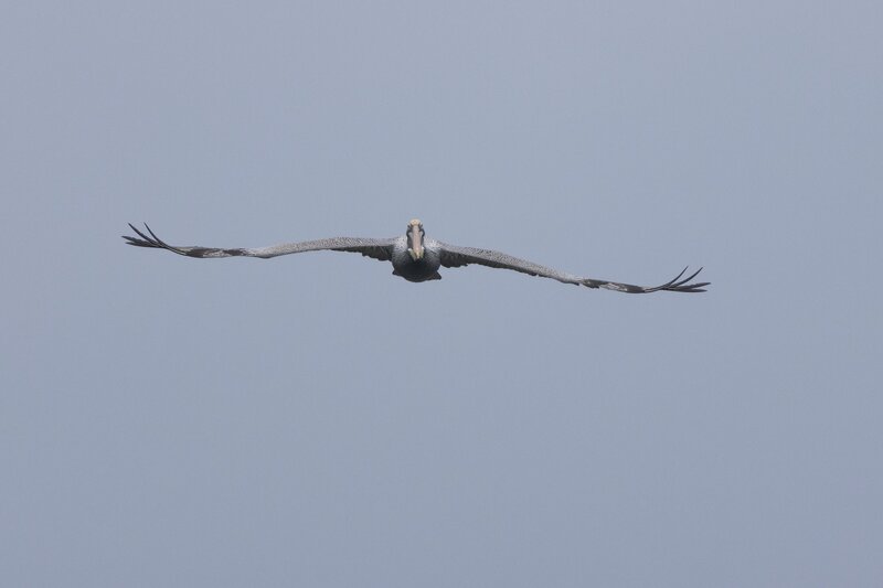 brownpelican-1829.jpg