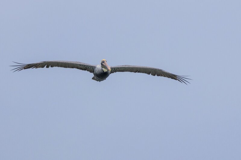 brownpelican-1838.jpg