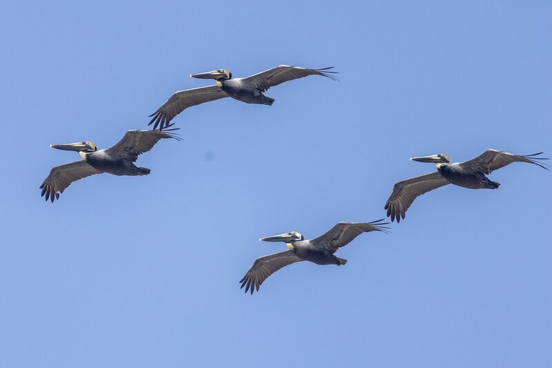 brownpelican-2466.jpg