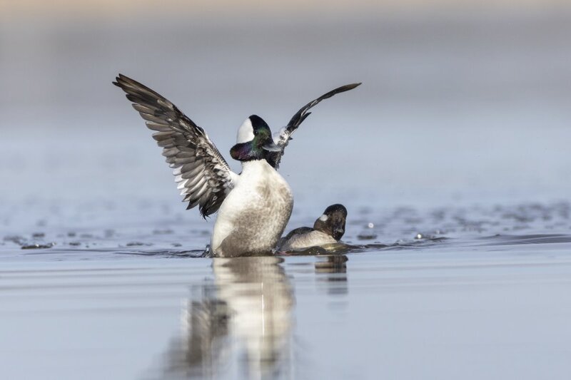 bufflehead0172.jpg