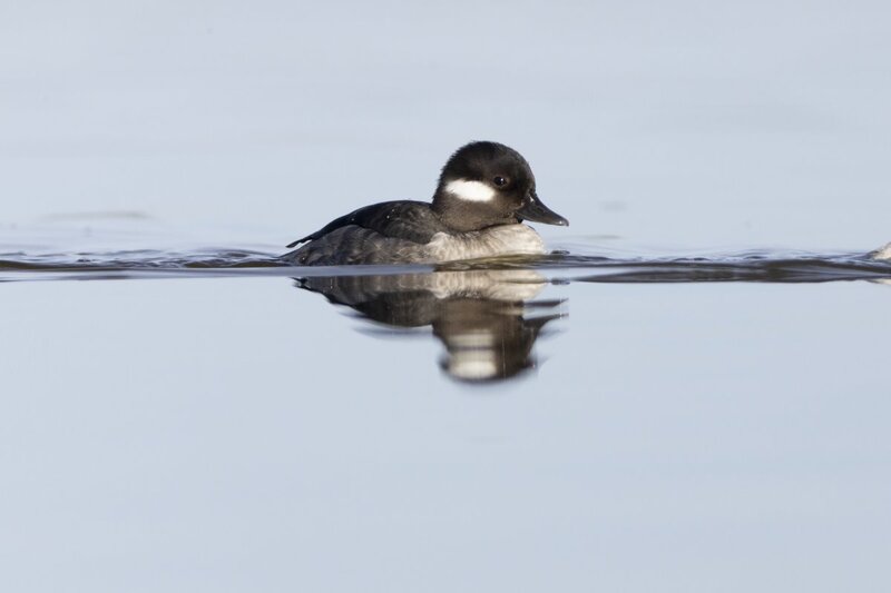 bufflehead0182.jpg