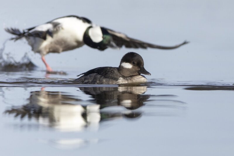 bufflehead0184c.jpg