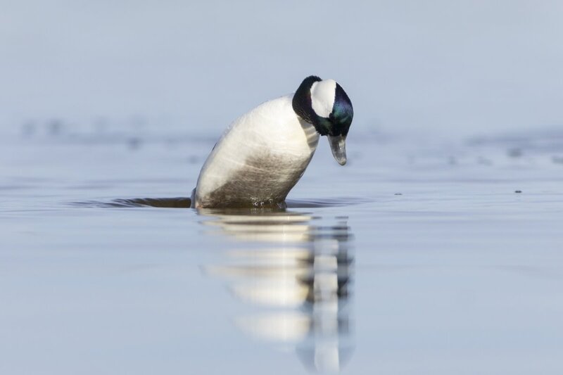 bufflehead0185.jpg