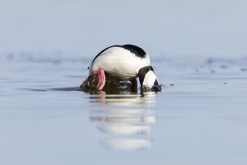 bufflehead0186.jpg