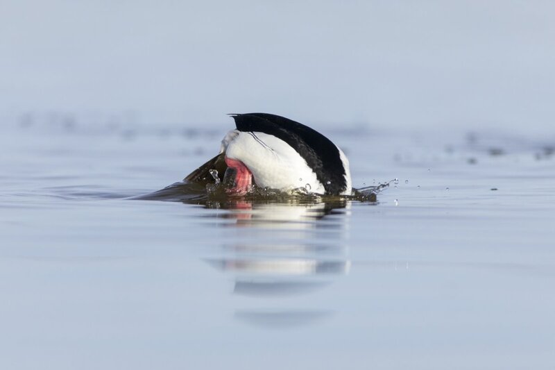 bufflehead0187.jpg
