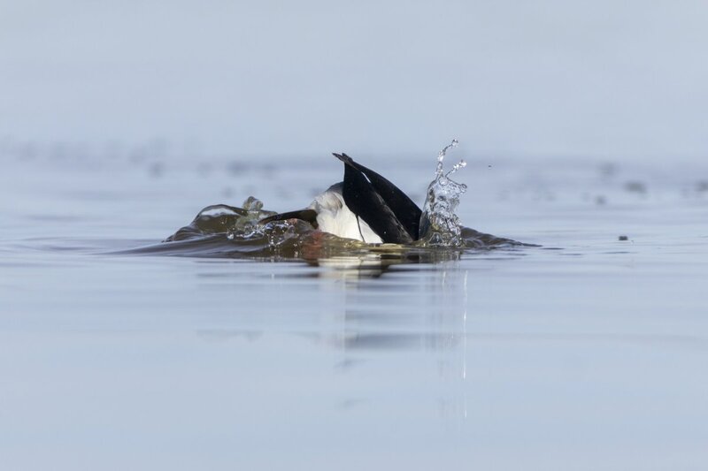 bufflehead0188.jpg
