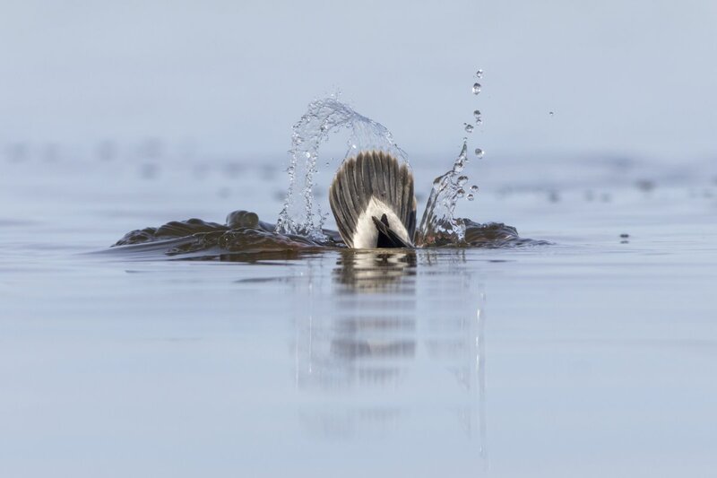bufflehead0189.jpg