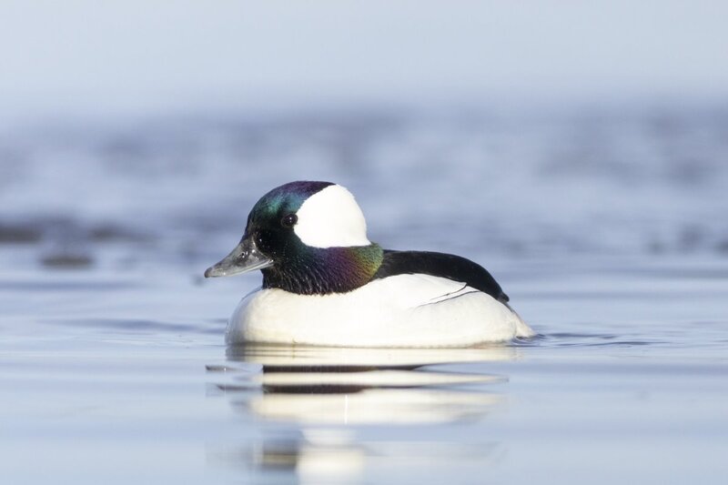 bufflehead0190.jpg