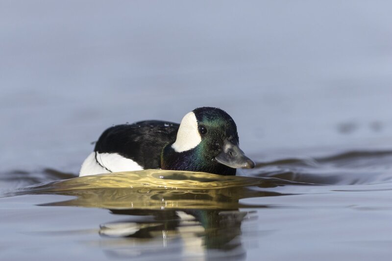 bufflehead0197.jpg