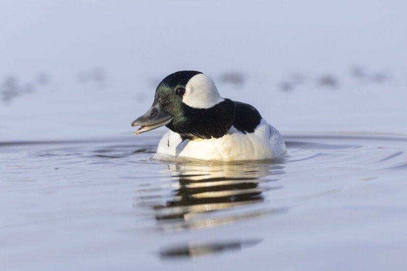 bufflehead0199.jpg