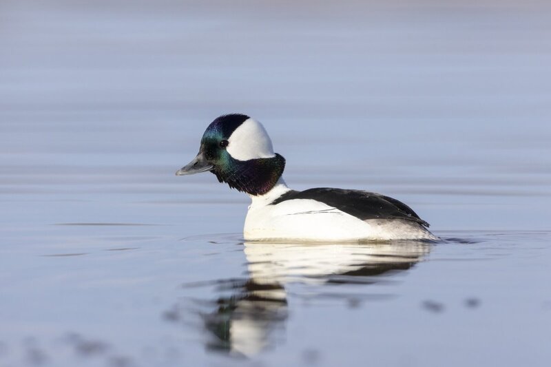 bufflehead0205.jpg