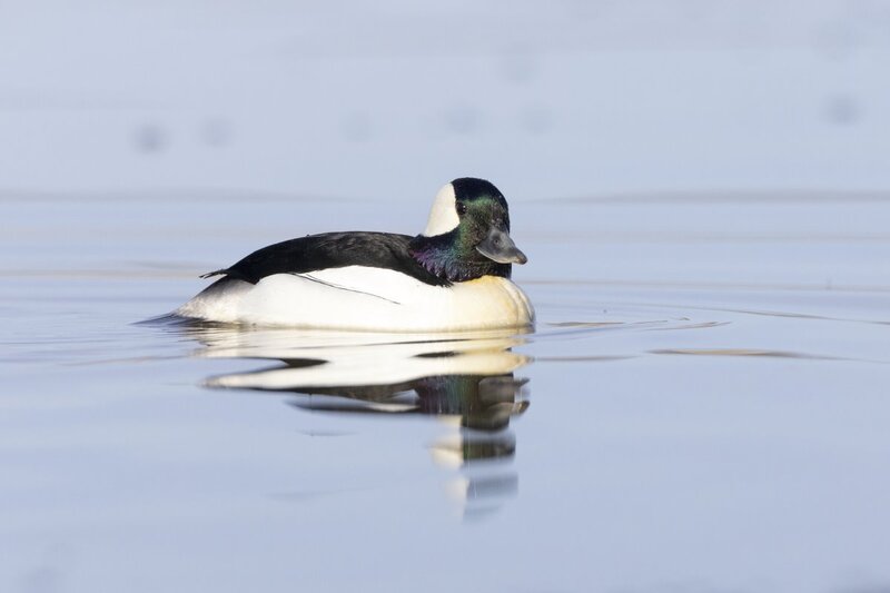 bufflehead0214c.jpg