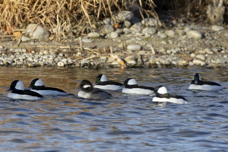 bufflehead7634.jpg