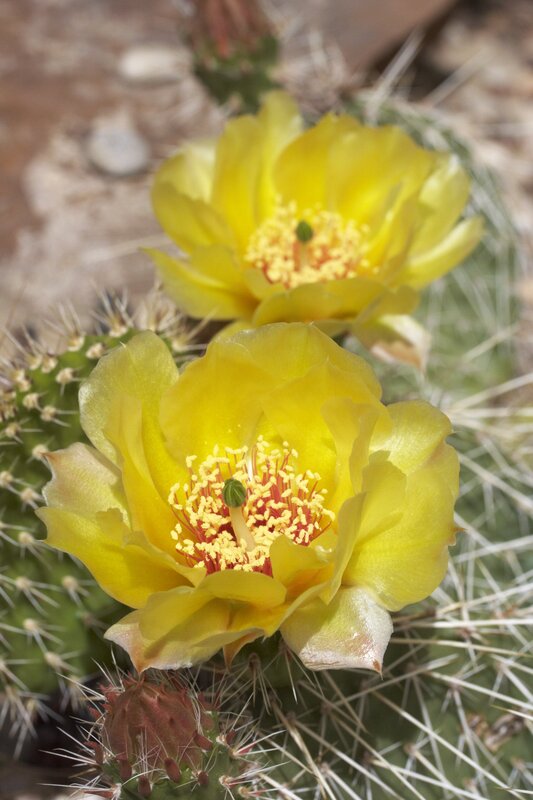 cactus1036(1).jpg :: --