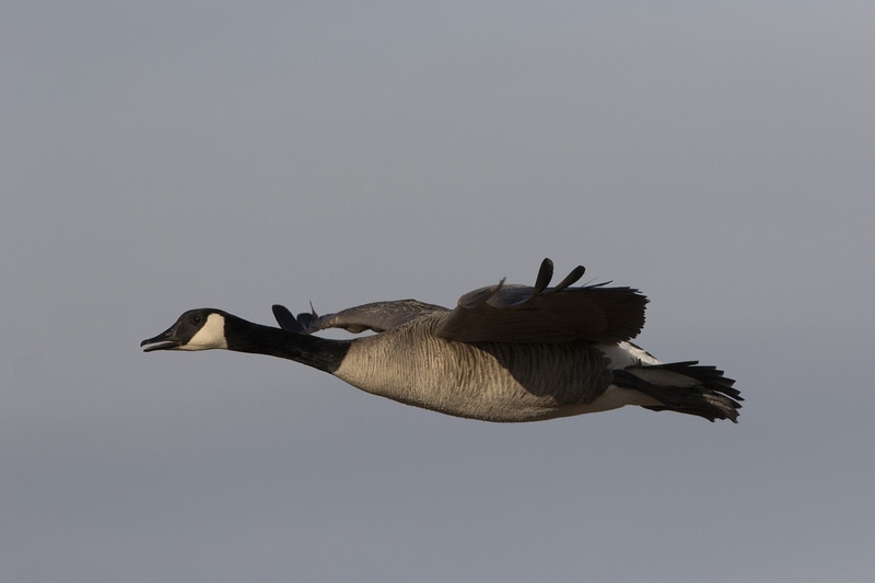 canadagoose-08551.jpg :: Canada goose in flight