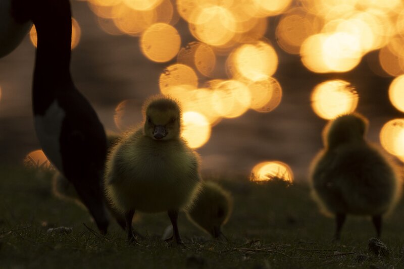 canadagoose-4475.jpg :: Canada goose goslings at sunrise