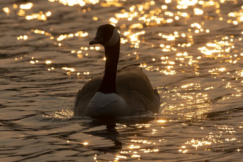 canadagoose-4478.jpg :: Canada goose on pond at sunrise