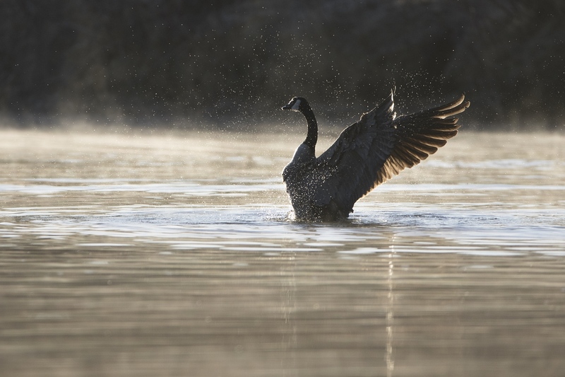 canadagoose-9898.jpg