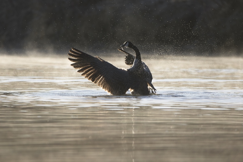 canadagoose-9899.jpg