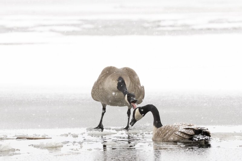 canadagoose0020.jpg